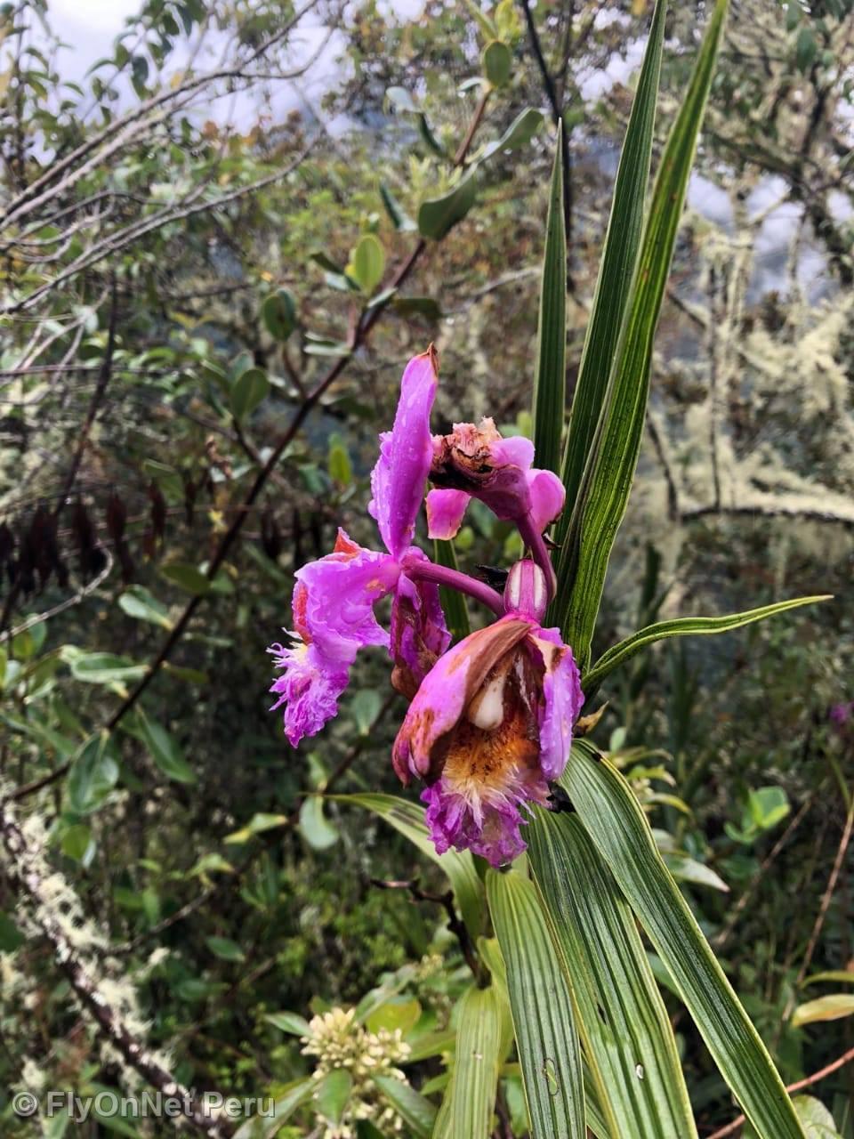 Álbum de fotos: Orquídea, Camino Inca