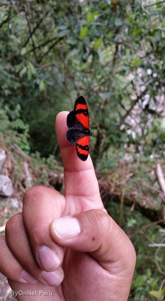 Álbum de fotos: Mariposa vista durante el trek, Camino Inca